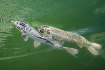 Close up fish in the park lake