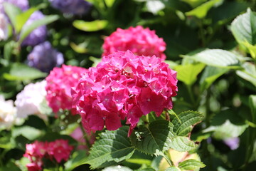 pink hydrangea flowers