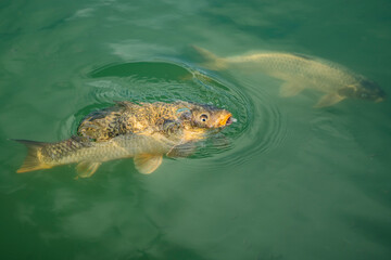 Close up fish in the park lake