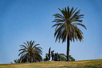 Palm tree at Israeli park