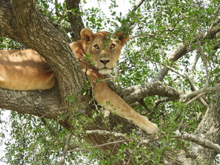 lions in the serengeti 