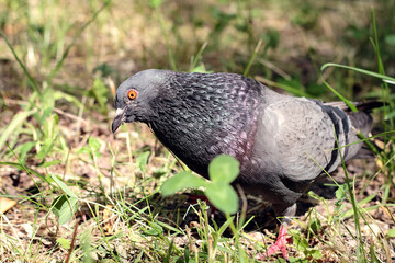 Rock dove sitting on the ground in park, selective focus. Common pigeon or feral pigeon in nature. Wildlife concept.