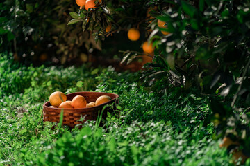 Growth
,
Grove
,
Collection
,
Outdoors
,
Healthy
,
Orange
,
Detail
,
Green
,
Sunny
,
Food
,
Maturity
,
Sweet
,
Oranges
,
Nature
,
Country
,
Field
,
Leaves
,
Natural
,
Wellness
,
Up
,
Freshness
Winte