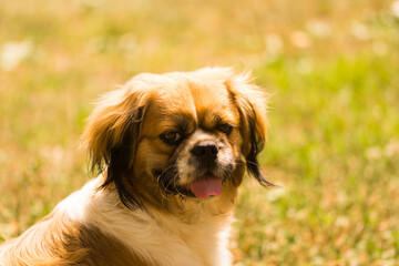 Pekinese dog portrait.