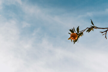 Isolated branch of with green leaves and tangerine fruit with blue sky background