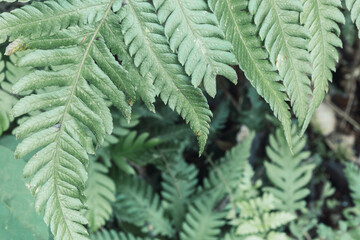 Fototapeta na wymiar Textures of wild fern leaves in the jungle.