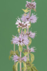 Mentha pulegium pennyroyal poles of light purple or pink flowers with long whitish stamens on a...