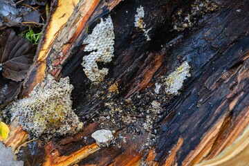 Trunk of tree with hollow, destroyed by heavy rain and wind, lies on ground. There are honeycombs of forest bees in destroyed hollow. Close-up. There are many dead bees around honeycomb.