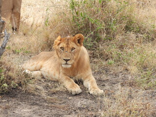 Obraz na płótnie Canvas lions in the serengeti 