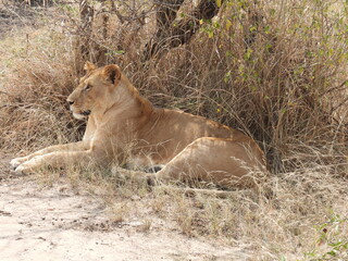 lions in the serengeti 