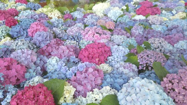 太宰府天満宮の花手水紫陽花