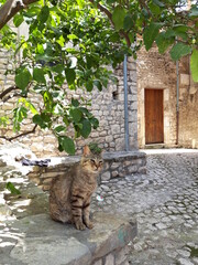 Koty Sermonety, Iatalia.  © Jola i Darek 