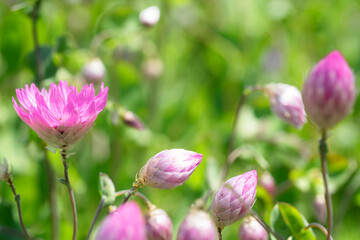 Strohblumen rosa-silber - 444018686