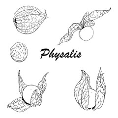 Vector set of black line hand drawn physalis berries. Design for fruit products packaging