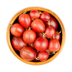 Obraz premium Red gooseberries in a wooden bowl. Fresh and ripe berries, fruits of Ribes uva-crispa, also known as European gooseberry, with sourish sweet taste. Close-up from above, isolated over white food photo.