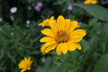Beautiful bright yellow calendula flower in the garden