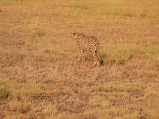 cheetah in the serengeti