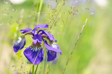Iris lila - 444019220