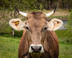 close up of a brown cow with horns