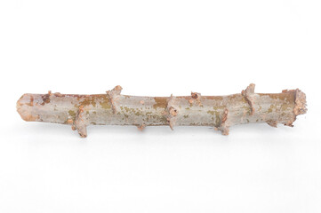 Close-up, cassava stems are prepared for planting isolated on a white background.