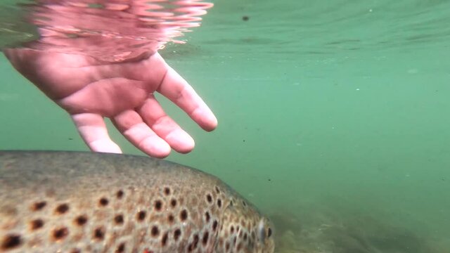Brown trout being released in fresh water river stream by human hands