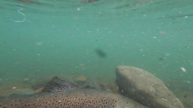 Brown Trout with beautiful pattern on side of body released by human in river