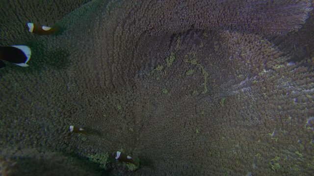 Saddleback Clownfish (Amphiprion polymnus) swimming in open sea anemone, close up shot