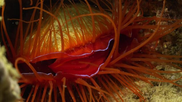 Big electric flame shell (Lima Sp.) feeding close up