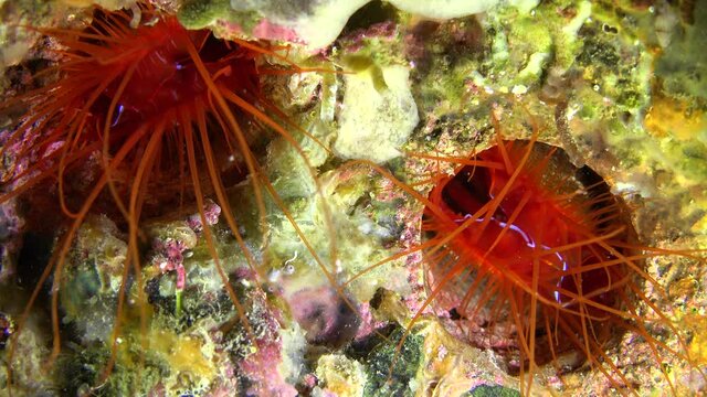 Two electric clam (Lima Sp.) pulsating on tropical coral reef