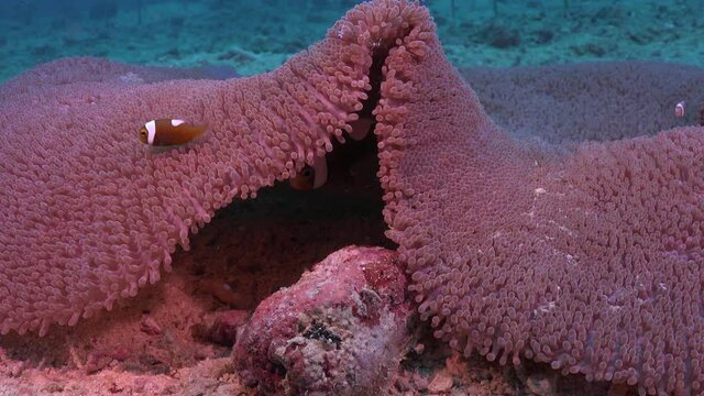 Saddleback Anemonefishes (Amphiprion polymnus) hiding behind big sea anemone, close up shot