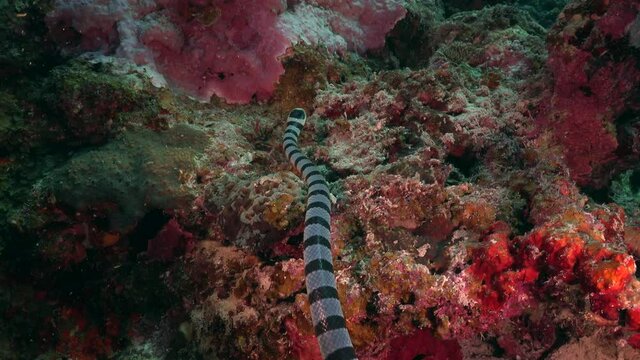 yellow-lipped sea krait (Laticauda colubrina) searching for food on tropical coral reef