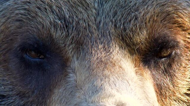 Extreme Close Up Of Grizzly Bear At Grouse Mountains Refuge For Endangered Species In BC, Canada.
