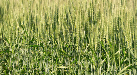  Wheat field background. Wheat harvest on a summer sunny field. Agriculture, rye farming and growing bio eco food concept