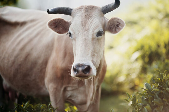 Portrait of a horned cow.