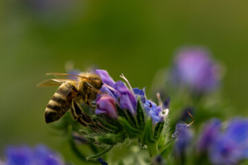 Western honey bee on a blue flower, Apis mellifera