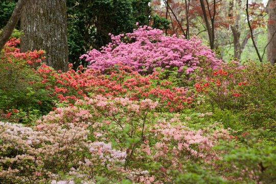 Colorful Azalea bushes