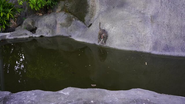 Wild monkey family on rock with pond near city Da Nang, Vietnam. Wild monkeys in the nature
