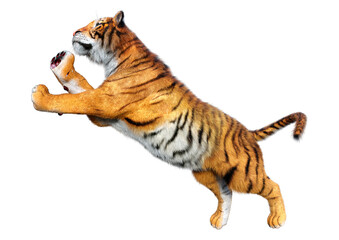 3D Rendering Big Cat Tiger on White