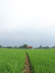 green and fresh rice fields