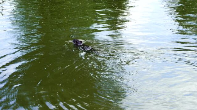 Wild Myocastor coypus, swimming in lake water, Transnistria, Moldova, close up. Nutria or coypu in the water in summer