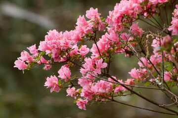 Pink Azalea blooming in the sunshine