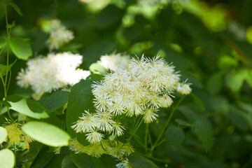 White flowers o Thalictrum aquilegiifolium at Avoca Garden, Ireland.