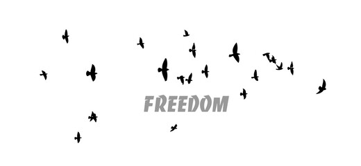 A flock of flying birds. Vector illustration - obrazy, fototapety, plakaty