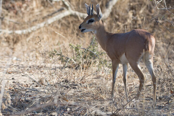 oribi mammal reproduction in the kruger national park of south africa - obrazy, fototapety, plakaty