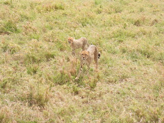 Naklejka na ściany i meble cheetahs in the serengeti