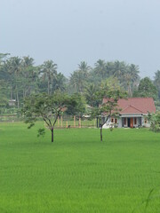 green and fresh rice fields