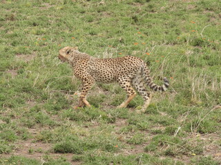 cheetahs in the serengeti