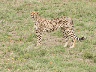 cheetahs in the serengeti