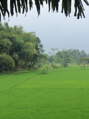 green and fresh rice fields