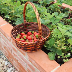 Fototapeta na wymiar A modern vegetable garden with raised briks beds . Raised beds gardening in an urban garden . Basket full of strawberry